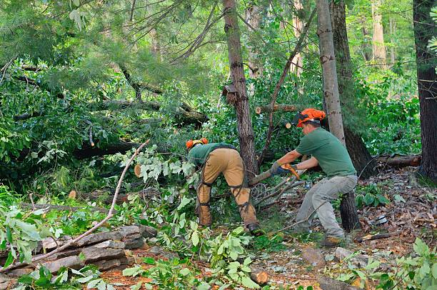 Tree Branch Trimming in Lincolnton, GA